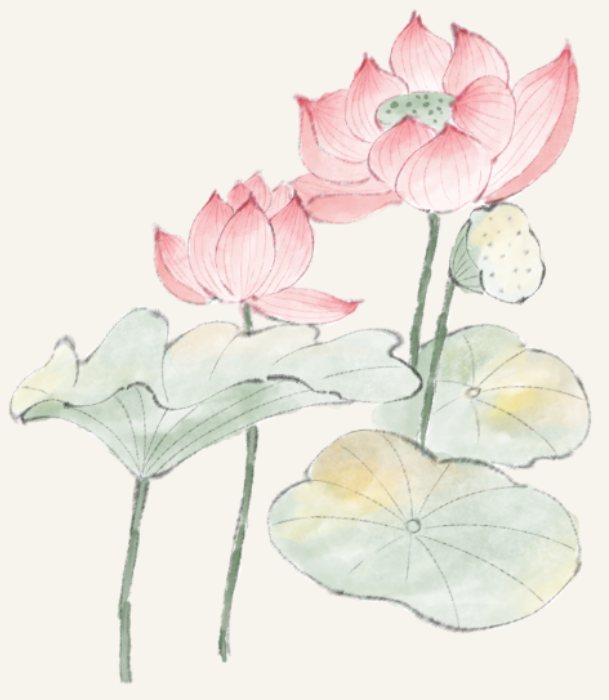 荷花插画