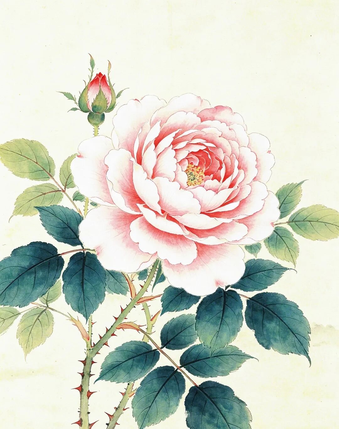 花卉插画,示意品牌香气
