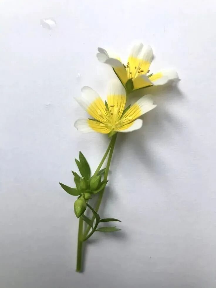 白色花朵与精油瓶静物