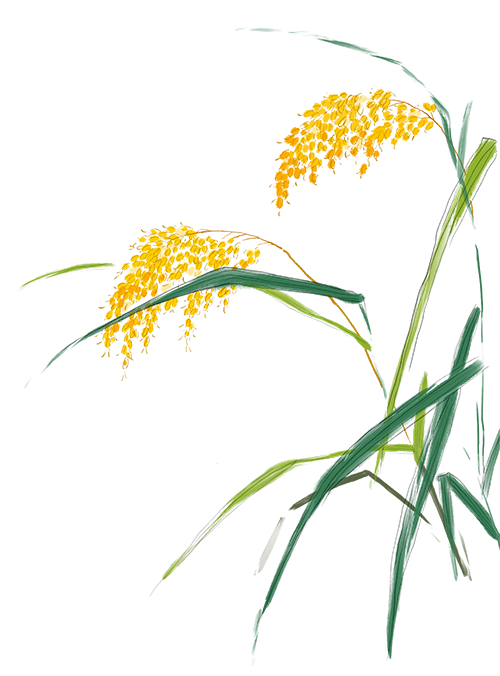 芒种香养｜雨盈芒种，香沁心脾 · 图 26