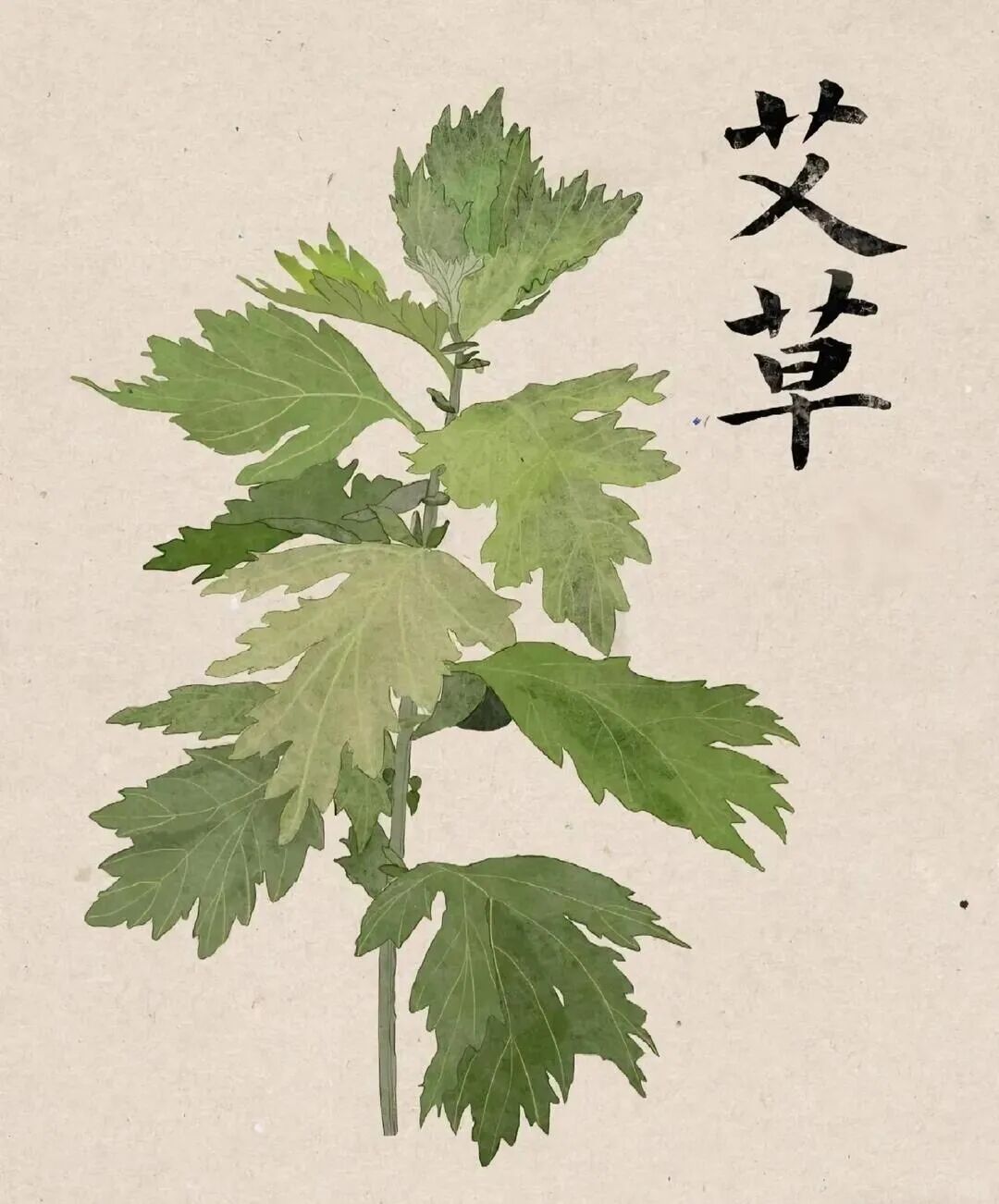 一株艾草,终于有了自己的“标准答案“ · 图 14