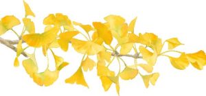 秋分｜一炷清烟，一缕桂香，平分人间好时节